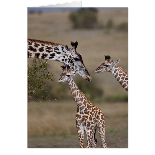 Cartão Maasai Giraffe (Giraffe Tippelskirchi) (Frente)