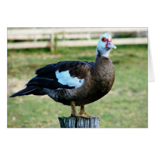 Cartão Maçã Na Cerca