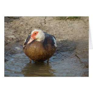 Cartão Maçã, o Muscovy Hen