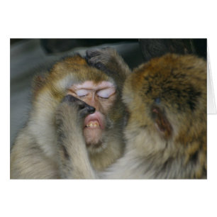 Cartão Macaca sylvanus