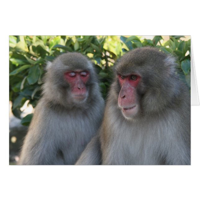 Cartão macaco (Frente Horizontal)
