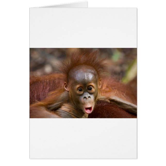 Cartão Macaco 1 (Frente)