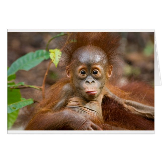 Cartão Macaco 3 (Frente Horizontal)