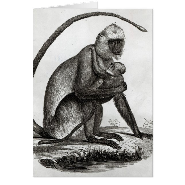 Cartão Macaco brasileiro (Frente)