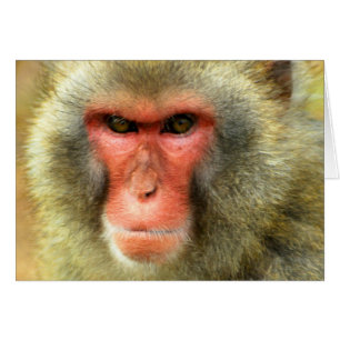 Cartão Macaco da neve