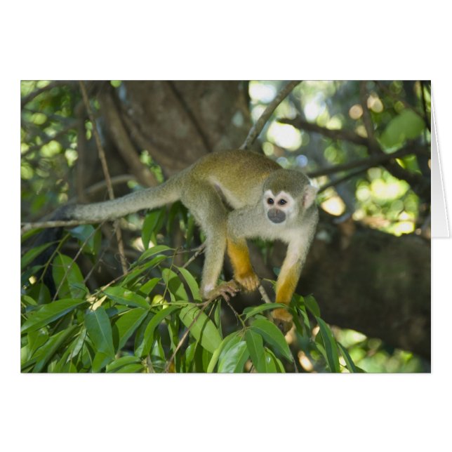 Cartão Macaco-de-cheiro, (Saimiri sciureus), Rio (Frente Horizontal)