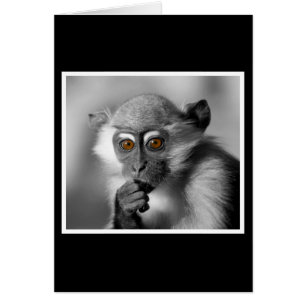 Cartão Macaco do Baby Mangabey