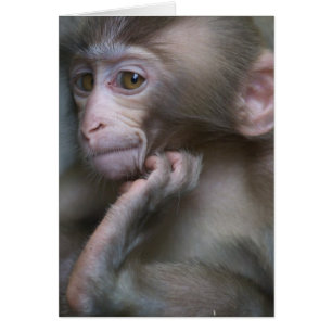 Cartão Macaco do bebê