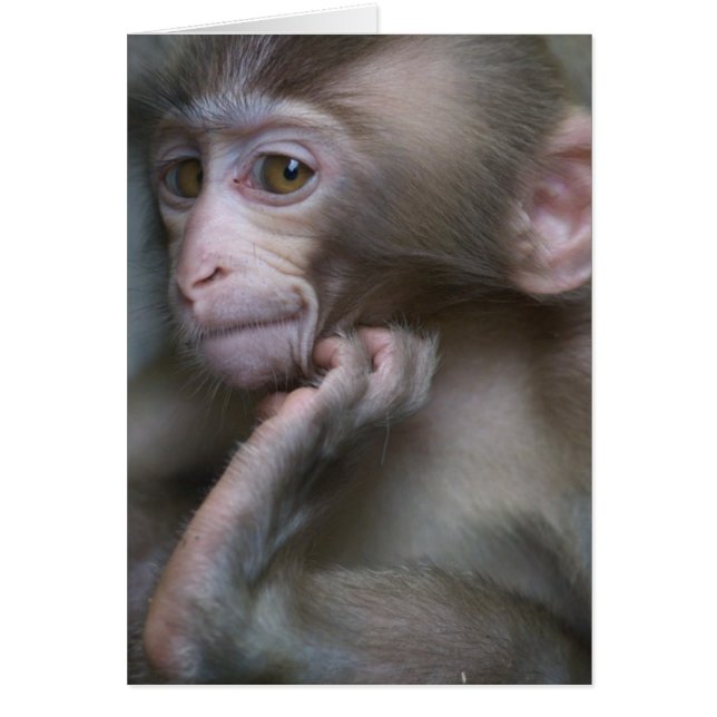 Cartão Macaco do bebê (Frente)