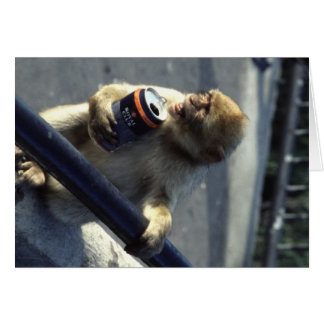 Cartão Macaco em Gibraltar