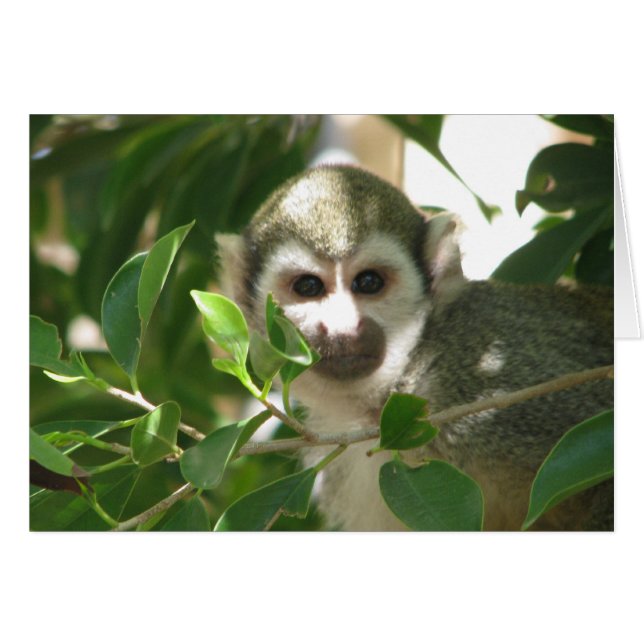 Cartão Macaco-Esquilo (Frente horizontal)