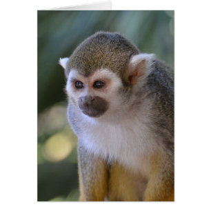 Cartão Macaco-Esquilo Incrível