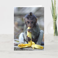 Macaco-macaco-bebê bonito a gostar de banana