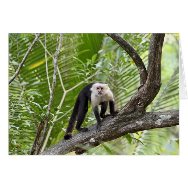Cartão Macaco na selva (Frente horizontal)