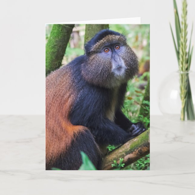 Cartão Macaco Ouro, Ruanda (Frente)