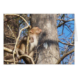 Cartão macaco rhesus olhando para cima