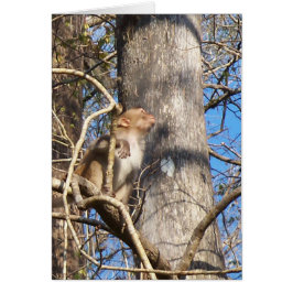 Cartão macaco rhesus olhando para cima