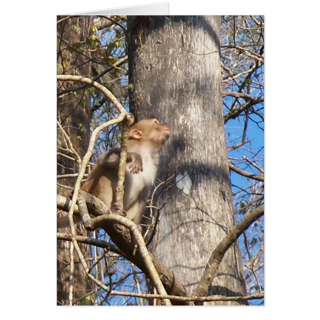 Cartão macaco rhesus olhando para cima (Frente)