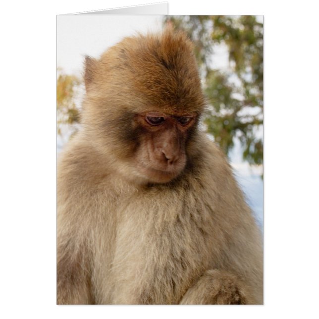 Cartão Macaco triste (Frente)