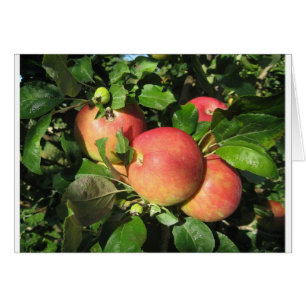 Cartão Maçãs da gala
