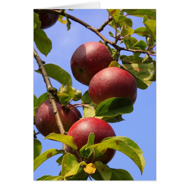 Cartão Maçãs Vermelhas (Frente)