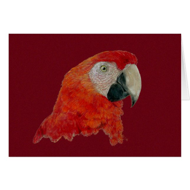 Cartão - Macaw (Frente Horizontal)