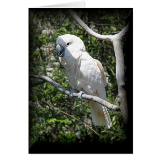 Cartão Macaw