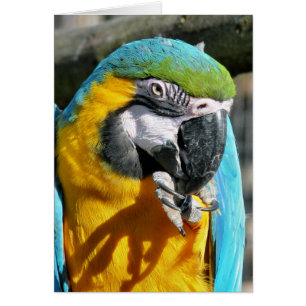 cartão MACAW