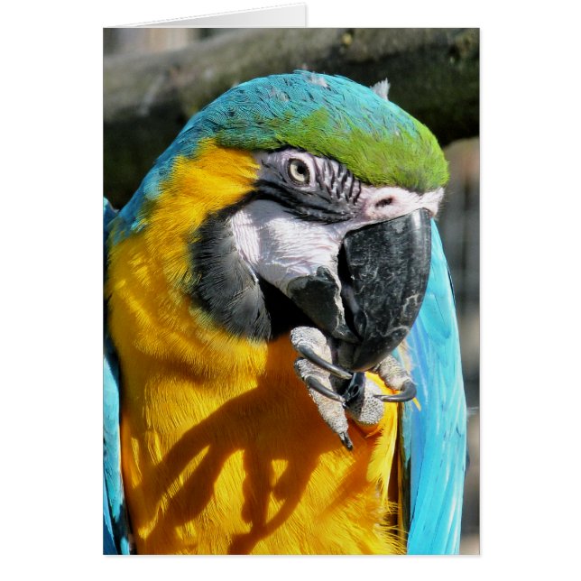 cartão MACAW (Frente)