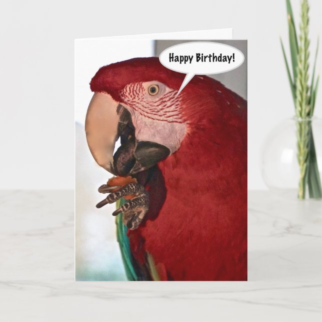 Cartão Macaw Parrot Happy Birthday Card (Frente)
