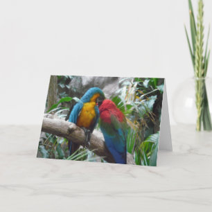 Cartão Macaw Parrots Bird Obrigado, Nota