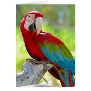 Cartão Macaw sentado no galho
