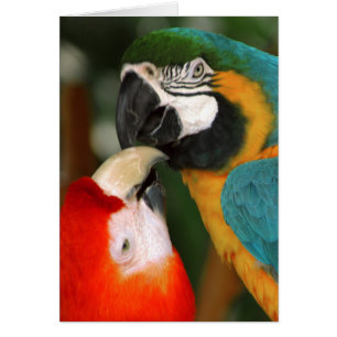 Cartão Macaws