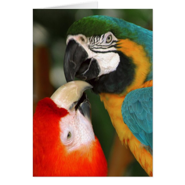 Cartão Macaws (Frente)