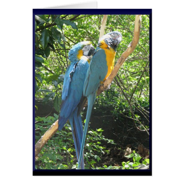 Cartão Macaws (Frente)