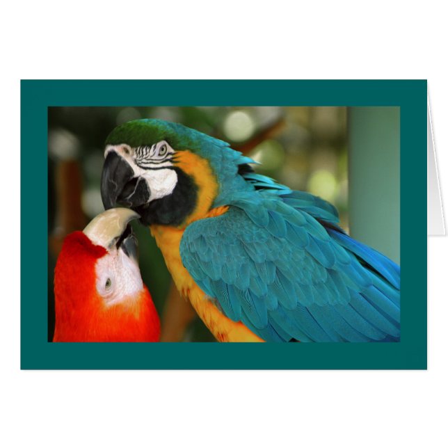 Cartão Macaws (Frente Horizontal)
