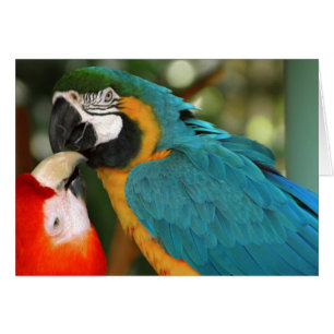 Cartão Macaws