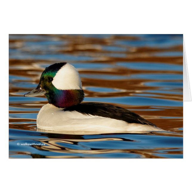 Cartão Macho Bufflehead no Sol da Tarde (Frente Horizontal)
