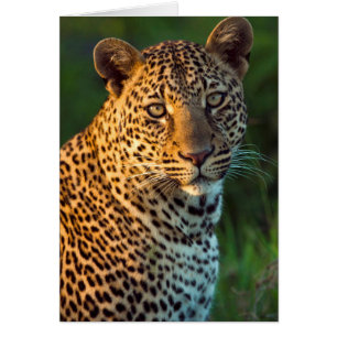 Cartão Macho de leopardo (Panthera Pardus) Filhote totalm