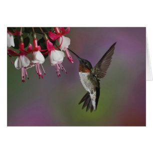 Cartão Macho Ruby garganta Hummingbird, Archilochus