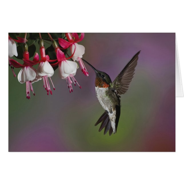 Cartão Macho Ruby garganta Hummingbird, Archilochus (Frente Horizontal)