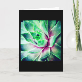 Cartão macio do vazio do Succulent do foco