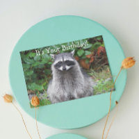 Maconha Fofo de Raccoon de Aniversário Divertido d