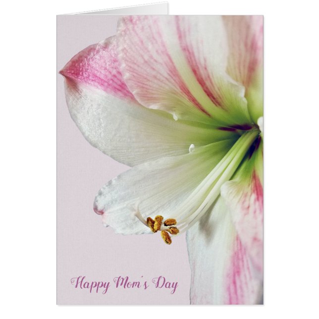 Cartão macro Dia de as mães rosa amaryllis (Frente)