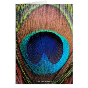 Cartão Macro Peacock Feather Rich Blues Fotografia