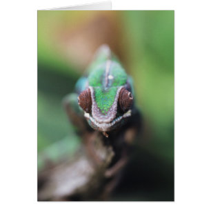 Cartão Madagascar, Camaleão Panther bar Vermelho