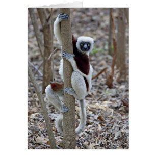 Cartão Madagascar, Reserva Ankarafantsika; Ampijoroa;