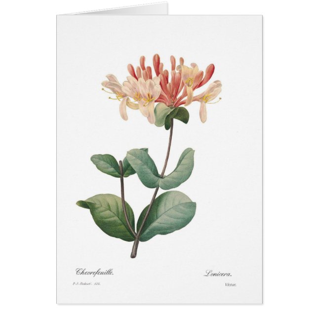 Cartão Madressilva (Frente)