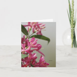 Cartão Madressilva rosa selvagem