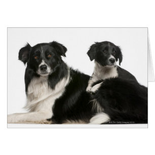 Cartão Mãe border collie e filhote de cachorro